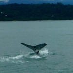 Whale Tale in Costa Rica with Jennifer Hough