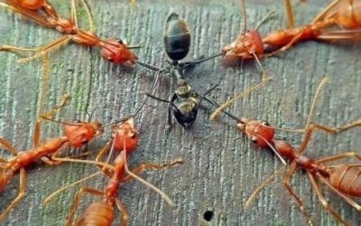 We would be in harmony, if not for this…