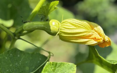 Poison Ivy Is Inspiring and Passionflowers…