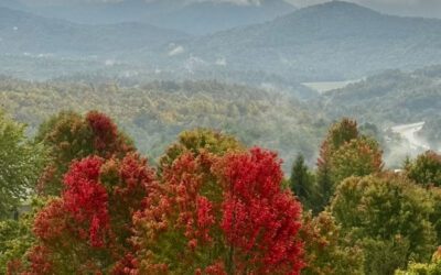 Lone Wolves & Harmony On Earth