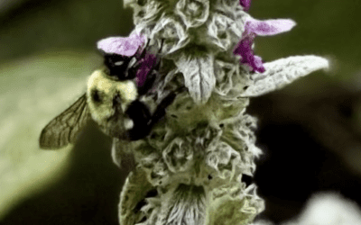 Flight, Nectar, and Your Superpowers