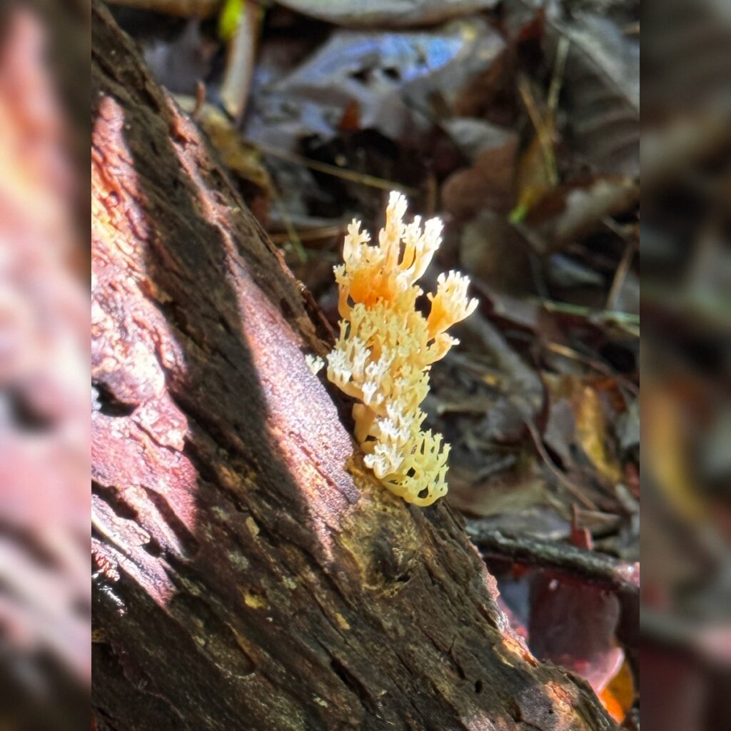 Tiny golden coral mushrooms growing on tree bark